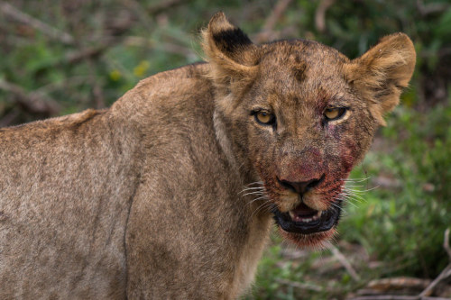 funkysafari:Young lion after a meal by Ryan Kilpatrick