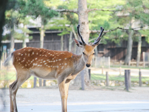 chasingbokeh:  Sika Deer of Nara, Japan 