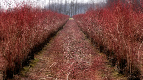 briargeese:Newly pruned blueberry bushes, ready for spring.