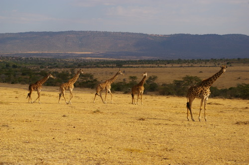 Kenyan wildlifeSome pictures I took during my safari in Kenya (Amboseli and Maasai Mara)