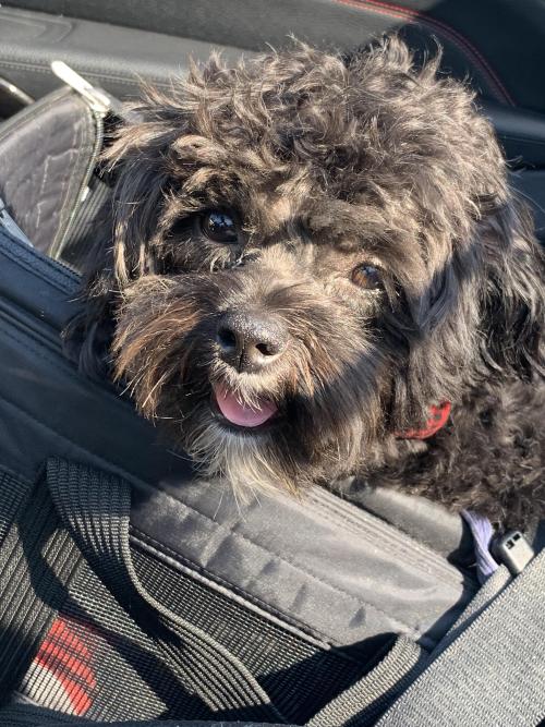 A rare smile from Seymour after a long walk