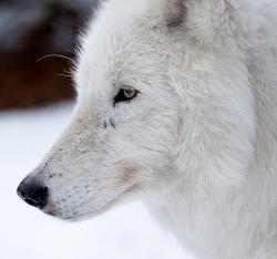 Bendhur   llbwwb:  Atka, arctic wolf by roni chastain