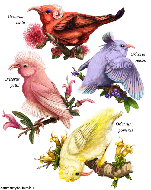 ommanyte:ORICORIO. Some really fab new Pokémon based on Hawaiian Honeycreepers. Just look at 