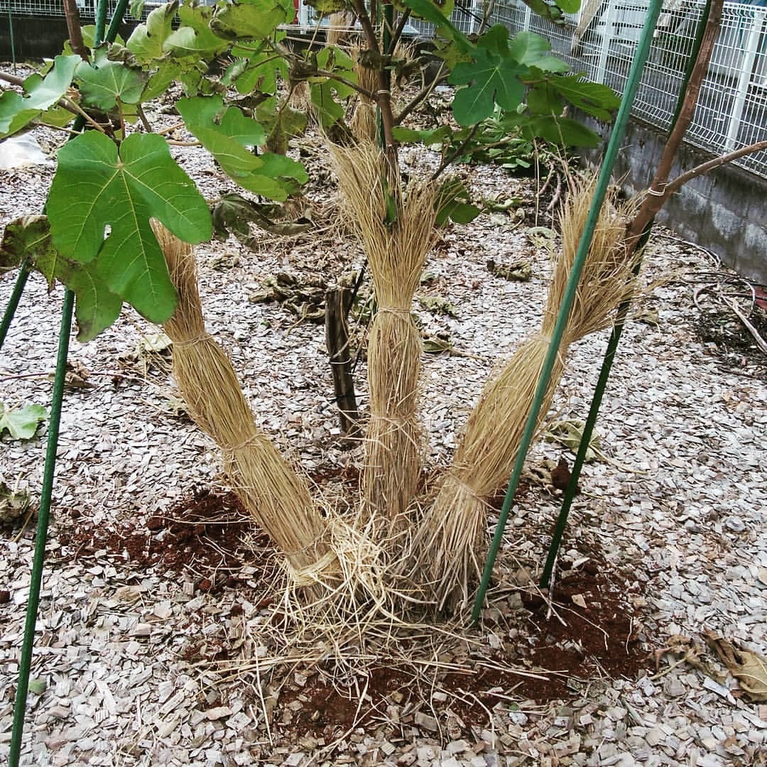 雨蛙果樹園 テスト的に無花果を何種類か植えているのだが 昨シーズンの冬が凄く寒かったのと 防寒対策が不十分だったせ