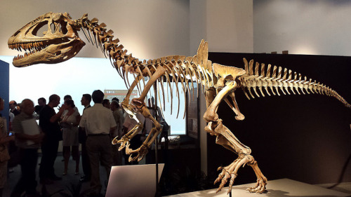 cloudair-paleontology:  Axial osteology of Concavenator corcovatus (Theropoda; Carcharodontosauria) 