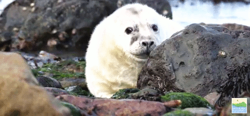seafolklore:Atlantic Grey Seal Pup