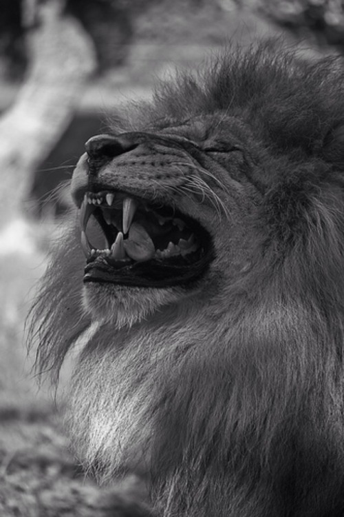 e-s–c-a–p-e:  B&W