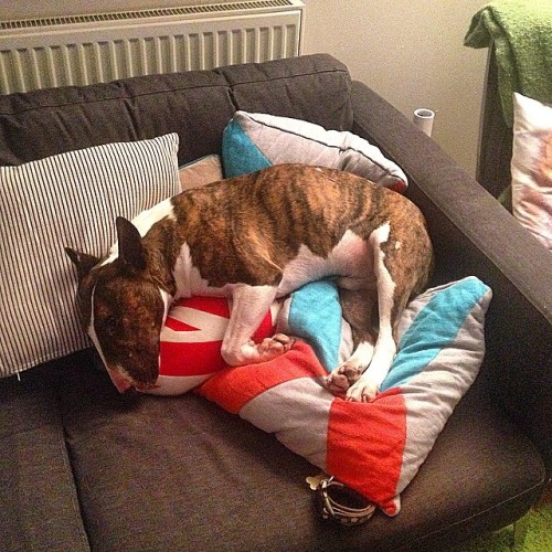 Edmund Ironside the 1st king of cushions. #edmund #ebt #englishbullterrier #bully #bullylove #bullte