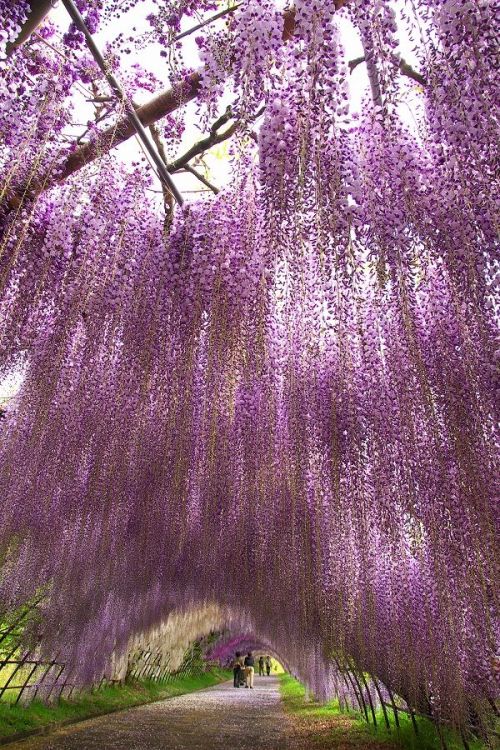 Kawachi wisteria garden, Fukuoka, Japan