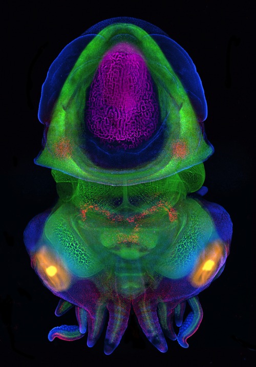 Embryo of the dwarf cuttlefish, Sepia bandensis, stained with phalloidin (F-actin; green), DAPI (nuc