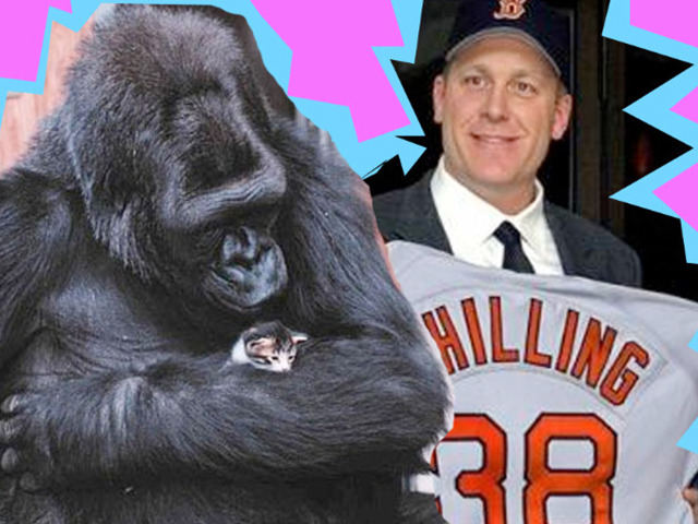 Koko The Gorilla Just Signed That Curt Schilling Won The #DemDebateKoko the gorilla is in the news this week for celebrating her 44th birthday with some kittens. Apparently she felt this entitled her to weigh in on politics.