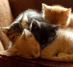 cutencats:  ;) @cutencats