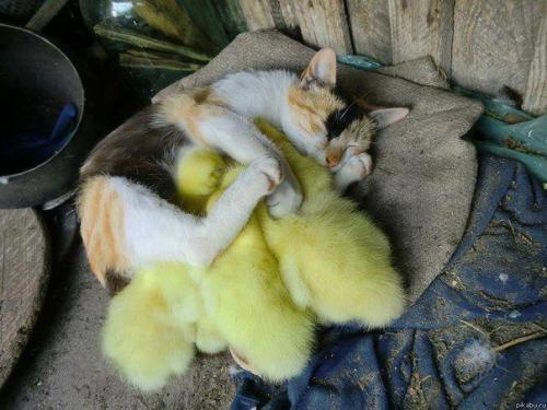 omadesalasvegan:zubat:awwww-cute:She is Very Protective of Her DucklingsPlease stop what you’re doin