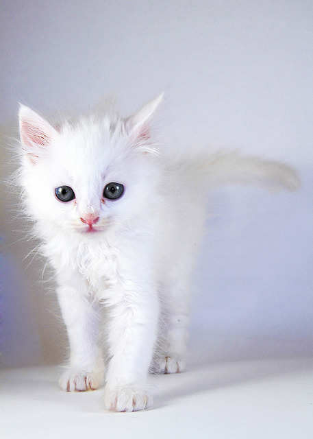 killer-cat: Persian white cat by aiman4ik on Flickr. killer-cat.tumblr.com/post/617487830504