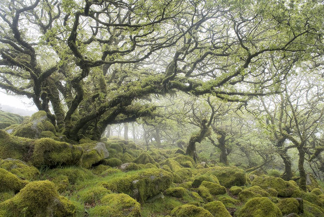 oakapples:  Wistman’s Wood, Dartmoor. I have vague recollections of visiting this