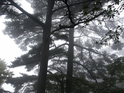 Mt Huang - Pine in Mist by inchpebble on Flickr.