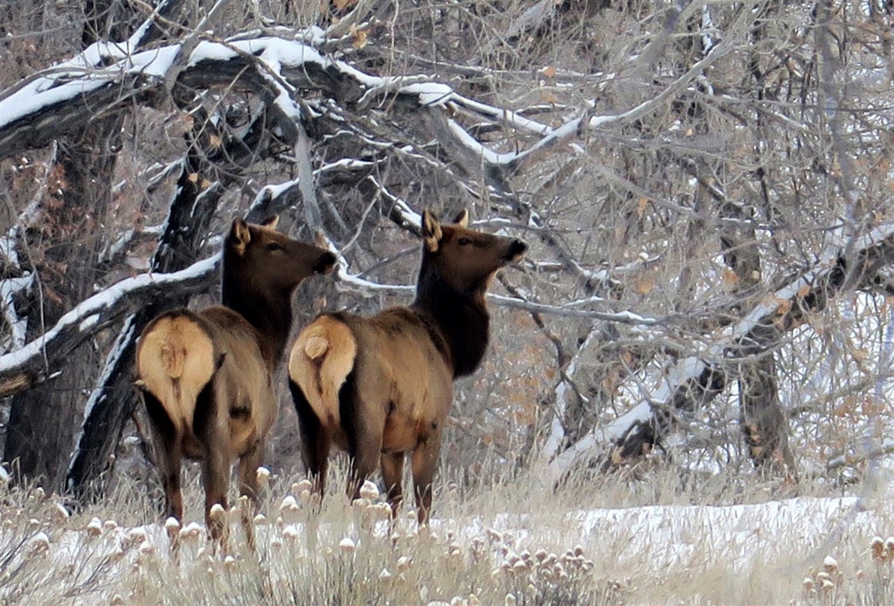 clumsum:  Elk along the river bottom12-31-17