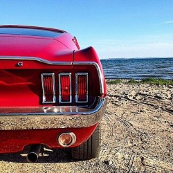 musclefords:  @igfords #ford#Mustang#SVT tag-&gt; #american_muscle_mustangs @mustangsandmusclecars / that #taillight #Tuesday