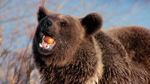 grizzly-bear-official: pictures-of-dogs:  dog eats an apple in one cronch  One Cronch Bear 