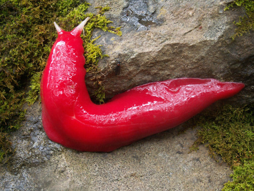 bogleech:lovingexotics: Kaputar pink slugTriboniophorus aff. graeffeiSource: Hereoh oh this slug is 