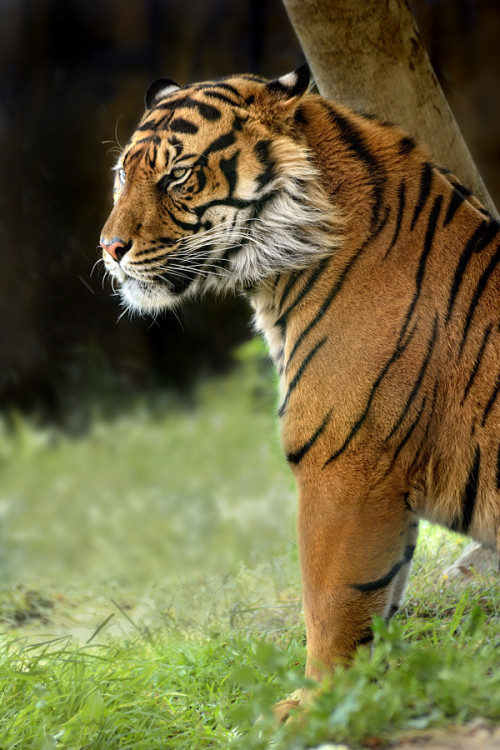 dream-of-the-tiger:  loveforearth:  “Tigre” by Fernando_42 yomismo  Sumatran Tiger