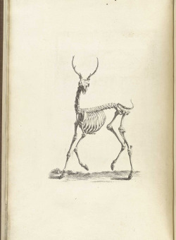  William Cheselden - Osteographia (1733) 1. Deer 2. Tortoise 3. Ostrich 4. Monkey 5. Man 