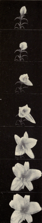nemfrog:  Lilies opening. Picturing miracles of plant and animal life. 1937.Internet Archive.