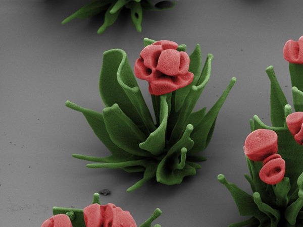 sixpenceee:  Harvard Scientist Grows Microscopic FlowersInside a tiny beaker of water