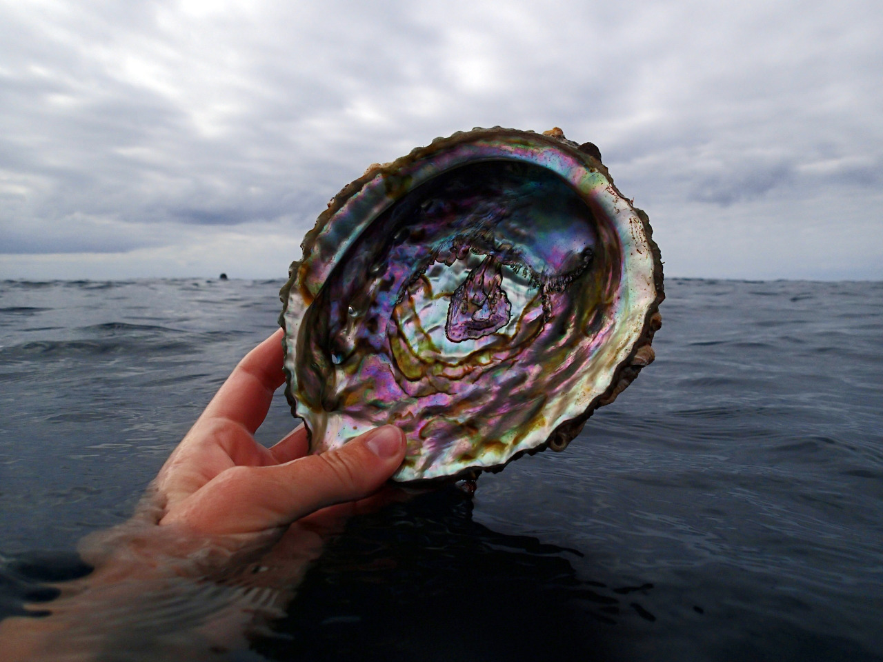 orianazphoto:  The sea is full of treasures.