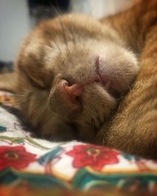 My #snaggletooth baby.#snaggletoothcat #cuteanimals #blep #cataofinstagram #catrescue #exferral (a