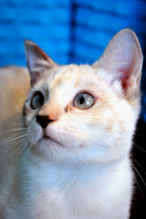 Find out more about Buttercup at Animal Rescue Center!