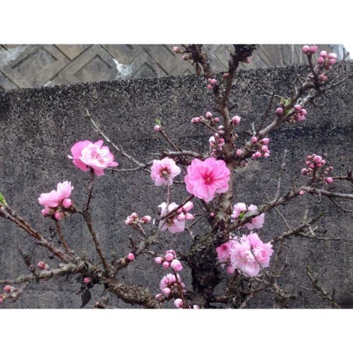 Eight-layered hideaway #sakura #cherryblossom #flower #beauty #karatsu #saga #japan #hanami #花見 #桜 