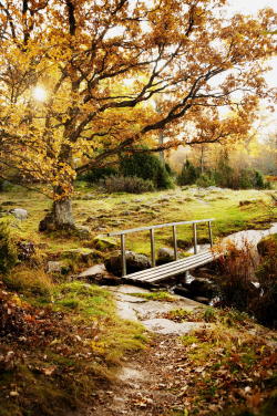 dranilj1:  August Landscape By Jonas Wehlin  