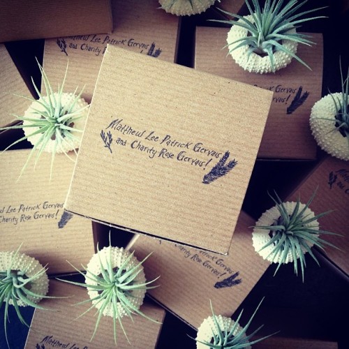 Bunches of these adorable little guys headed out the door. #airplant #weddingfavors #cuties #onthelo