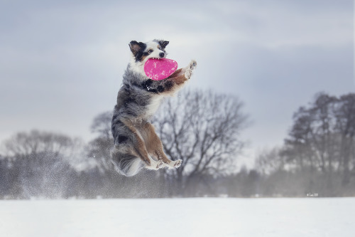 australianshepherd