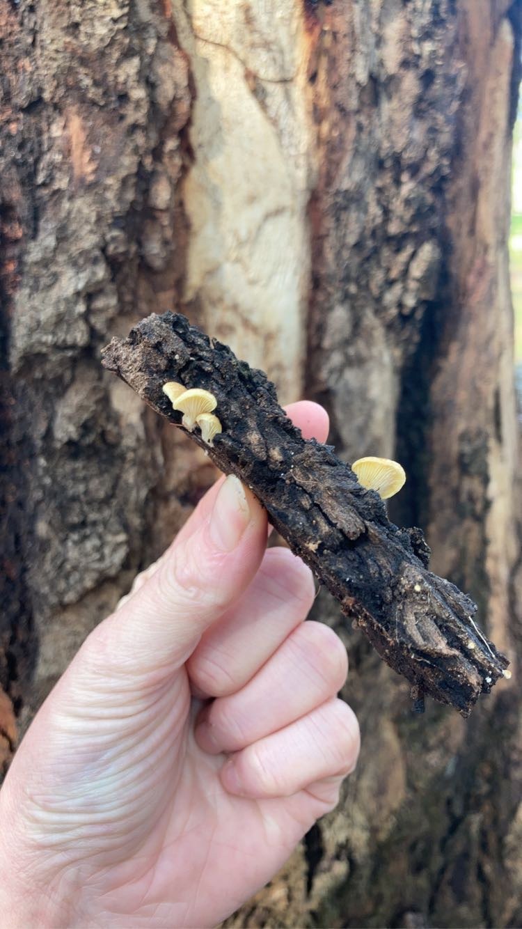 kitten-tailss2:🍂🍄Explored the wetlands across the road today 🍄🍂