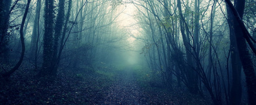 the obscured path. by sandilands villa on Flickr.
