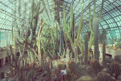 cactiheart:  Auteuil Greenhouses | The Garden