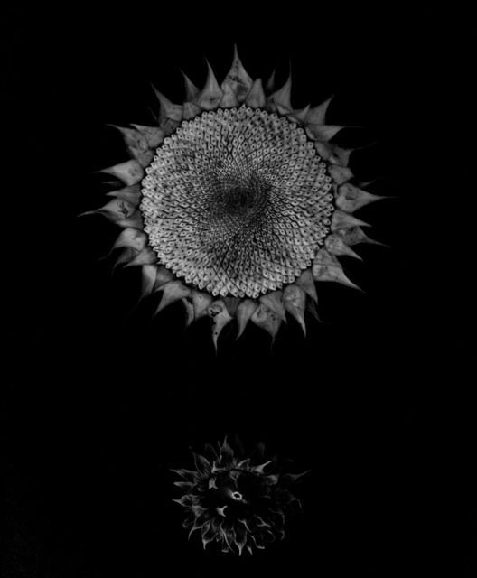 artizan3:  paul caponigro 