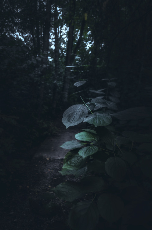 pixelcoder: Come in - German Woodlands - July 2k20 IG: instagram.com/lutz.heidbrink/