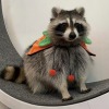 happyheidi:Happy Halloween 🎃 raccoon edition ♡