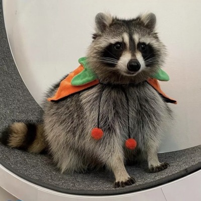 happyheidi:Happy Halloween 🎃 raccoon edition ♡
