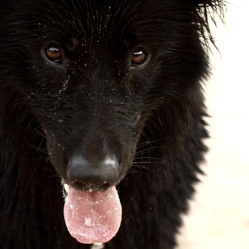 beautiful-wildlife:  Wolf by alice angelotti porn pictures