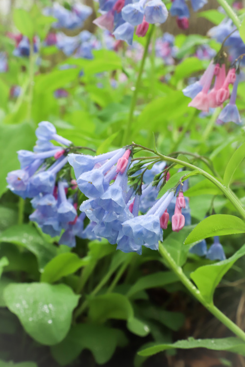 Virginia bluebells !!!   A quick scramble down a 25′ rock ledge takes one to this ma