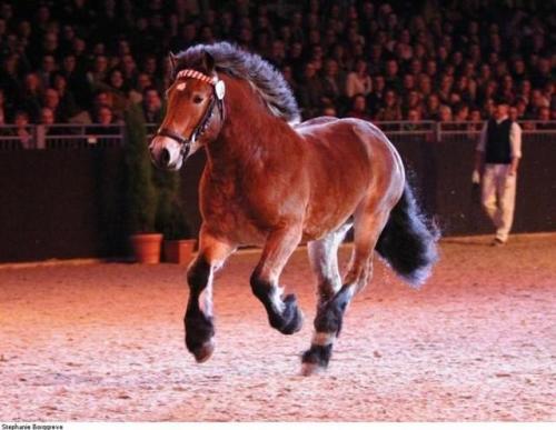 NesquikNewton x HenniRhenish German Coldblood, Stallion15.3hhBorn 2010