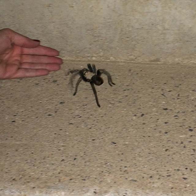 Giant tarantula! Eeeek! #scaredofspiders #leavingarcosanti #arcosanti #dirtyhippie #dirtyhippielife (at Arcosanti Cafe)