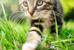 photogenicfelines:  (brixiv)