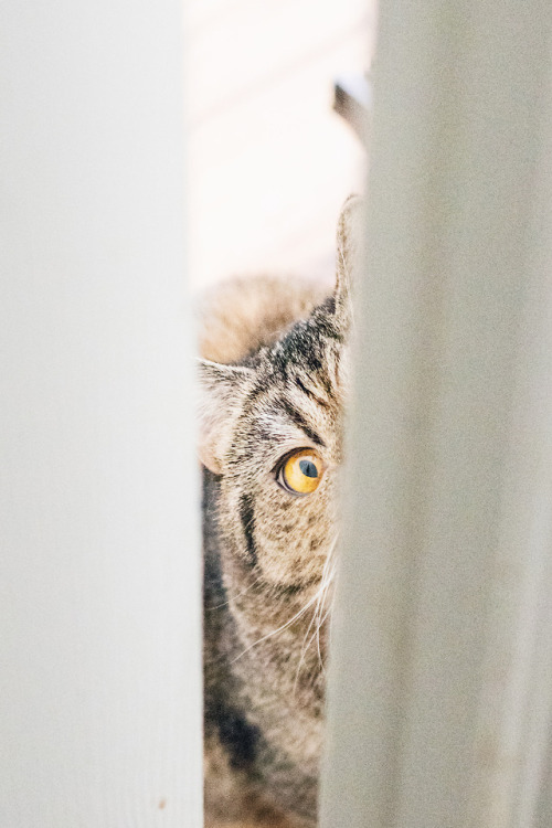 hugowashere:Nosy Nacho. 