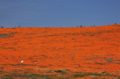 nevver:Super bloom, Gerd Ludwig