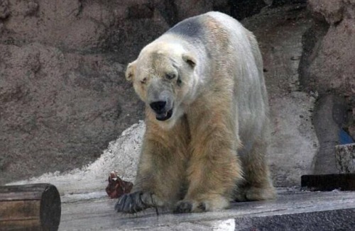 christymackxo:  cornishcapitol:  bookpillows:  panemoppression:  Arturo is a 29-year-old male polar bear currently living in Argentina’s Mendoza Zoo. He is suffering in 40C (104F) heat in an enclosure that has just 20 inches of water for him to swim